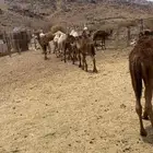 حشو ققدان للبيع