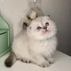 قطط سكوتش فولد للبيع هملايا قطه قطوه بسه قطط تمارا تابي انثى