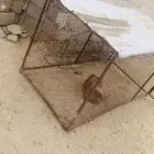شبك 2  1 نضيف