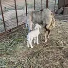 نعجه حريه تحتها رخله