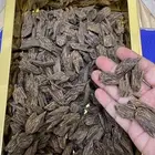 دقة كلمنتان محسن سعر جملة