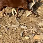 تيس فحل ادهم
