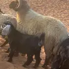 فحل نعيم