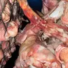 طبخ حنيذ بالمرخ