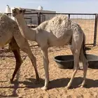 قعود قصب