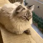 قط ذكر مفقود في الظهران