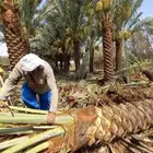 توريد نخيل عربي وواشنطنيا قسم الزراعه لدى الشركه