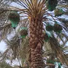 ثمر نخل تمر
