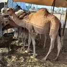 بكره شحم نضيفه