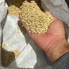 شعيربلدي 2025