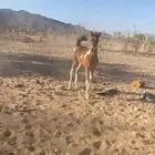 حصان شعبي للبيع