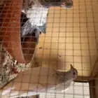جوز باكستاني من طيور متسابق محجل
