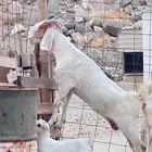 عنز كايفه للبيع