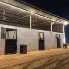 ترقيص خيل ادب مصري عسف تربيع تتدريب