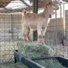 للبيع جفره جذعه حايل شرط صنف وجرم مشالله مشروطه عرضيه