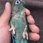 كنيور بلو شك