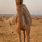 بكره شقحاء كفو