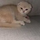 قطه سكوتش انثى بيور تربل فولد شورت هير