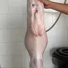 للبيع ذبايح حري شرط