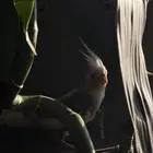 كروان هولندي