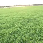 ثيل نجليه طبيعي C2000 صافي مضمونه