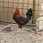 ديك عربي احمر