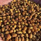 تمر صقعي عراقي سكاكا الجوف