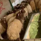 ذبايح عرعر-خرفان-فطايم-هرافي