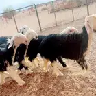 رخال نجد صنف جذعات من 7 إلى 8 شهور