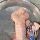 ذبايح مزرعة مرابي عسير