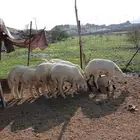 تيوس وطليان وسواكني مع السلخ والتوصيل
