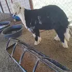 مشروع فحل نجدي