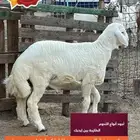 للبيع ذبايح طليان حري سواكني تيوس