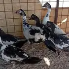 بط بلدي
