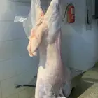 غنم حريات نظيفه وشي طيب من الاخر