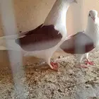 جوز مكاتيف لون مميز