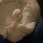 قط ذكر للتبني