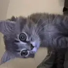 قطه للتبني