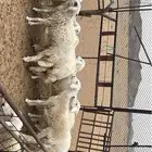 رخال مقاني والا ذبائح