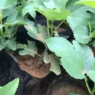 شتلات بلدي منتجه