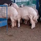 ذبيحتك لباب بيتك طلي او رخل واذا ما اعجبتك رجع فلوسك طلبيان