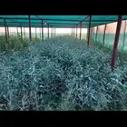 طلح نجدي - قرض - طلح فتنه - سدر بلدي