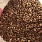 نوفر بذور البان العربي المورينجا باسعار مناسبة