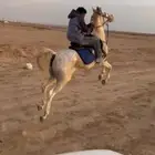 حصان شعبي