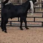 تيس عارضي مهجن