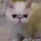 للتبني العاجل