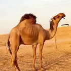 بعير أصفر دبياني