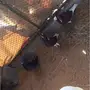 حمام بلجيكي