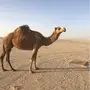للبيع ناقه شعلا 