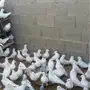عشه فرنسي